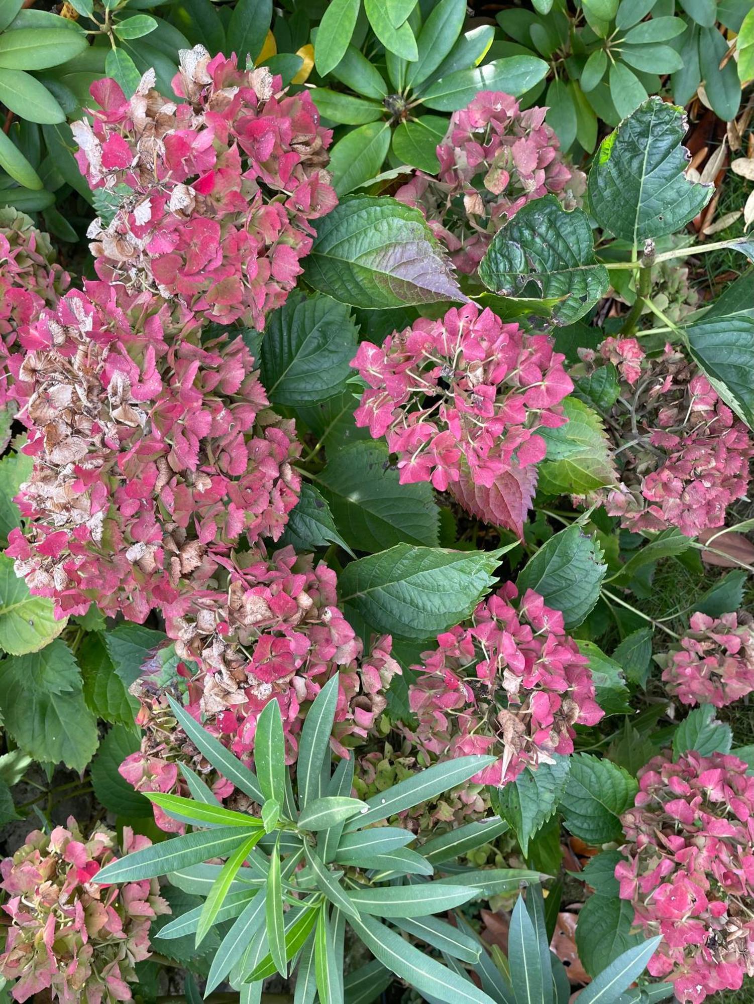 Les Hortensias Espoey Buitenkant foto